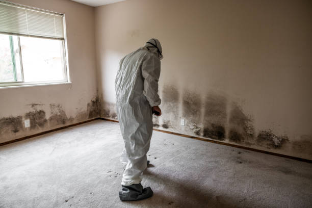 Professional Mold Remediation in Tiptonville, TN