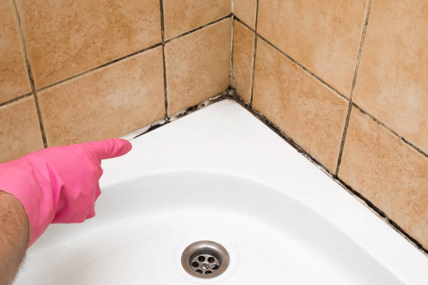 Best Crawl Space Mold Remediation in Tiptonville, TN